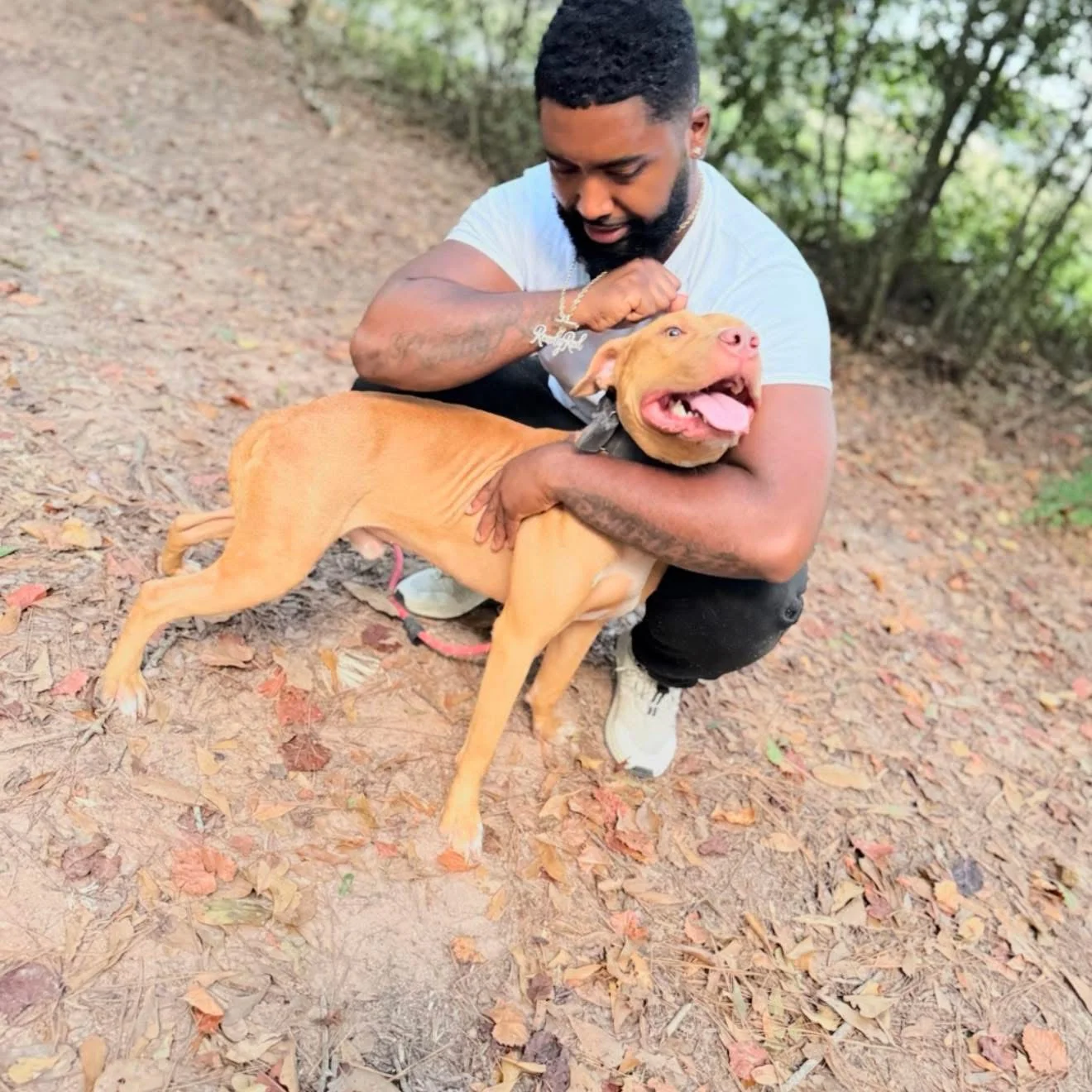 Rolio - Amboss/Red Pirate (Bolio/Tombstone) Apbt Stud